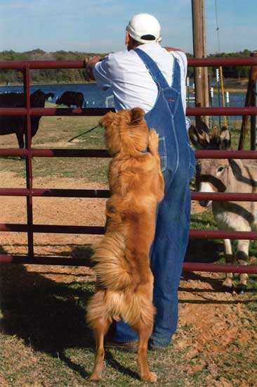 Amigo shows his enthusiasm while on the job.